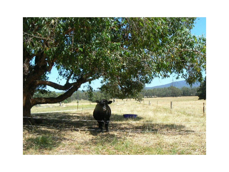 55 HADFIELDS ROAD, Cann River VIC 3890