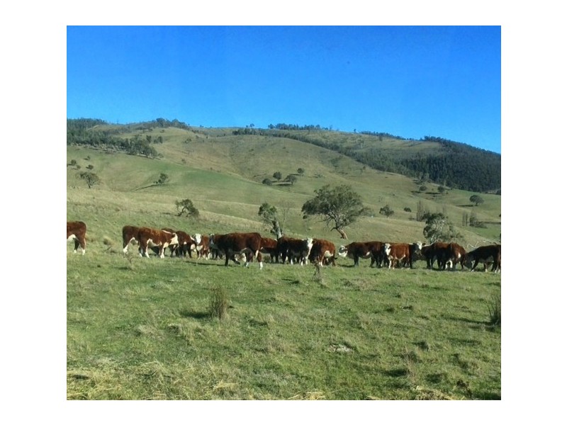 85 Tice’s Road, Omeo VIC 3898