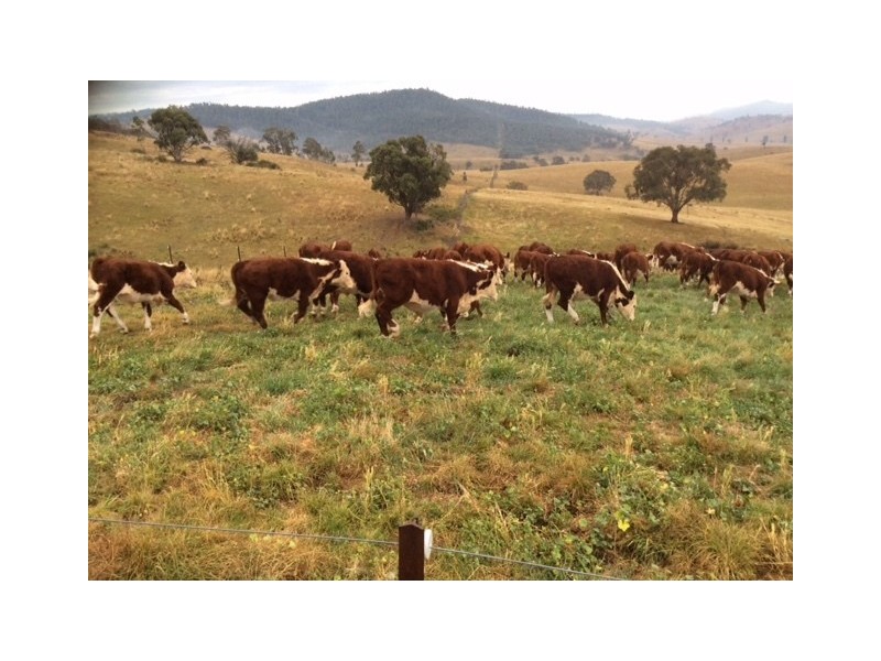 85 Tice’s Road, Omeo VIC 3898