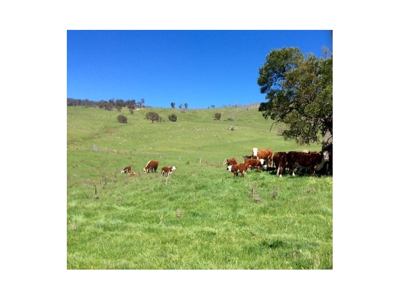 85 Tice’s Road, Omeo VIC 3898