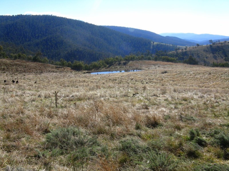 890 High Forest Road, Omeo VIC 3898