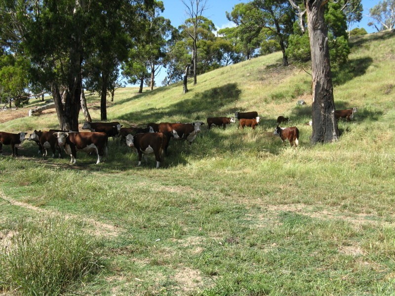 THE DOG GATE Kelly’s Road, Omeo VIC 3898