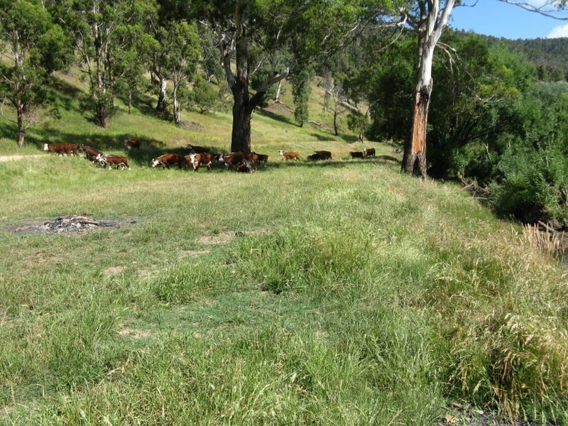 THE DOG GATE Kelly’s Road, Omeo VIC 3898