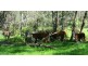 CA 16A SEC 1, Benambra VIC 3900