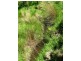 CA 16A SEC 1, Benambra VIC 3900