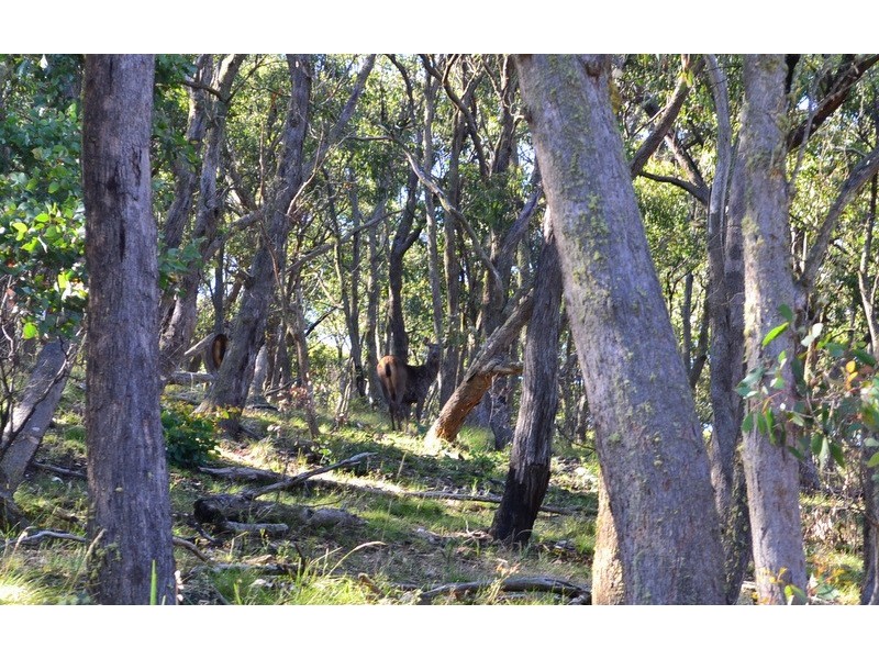 7 Leonard Drive, Omeo VIC 3898