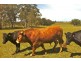192 Harmans Road, Johnsonville VIC 3902