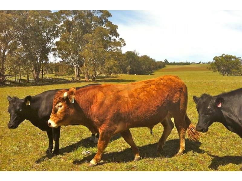 192 Harmans Road, Johnsonville VIC 3902