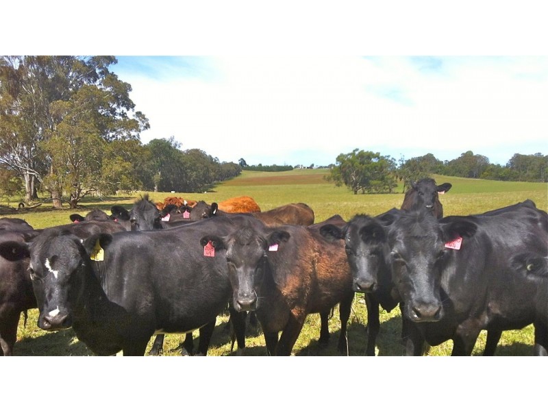 192 Harmans Road, Johnsonville VIC 3902