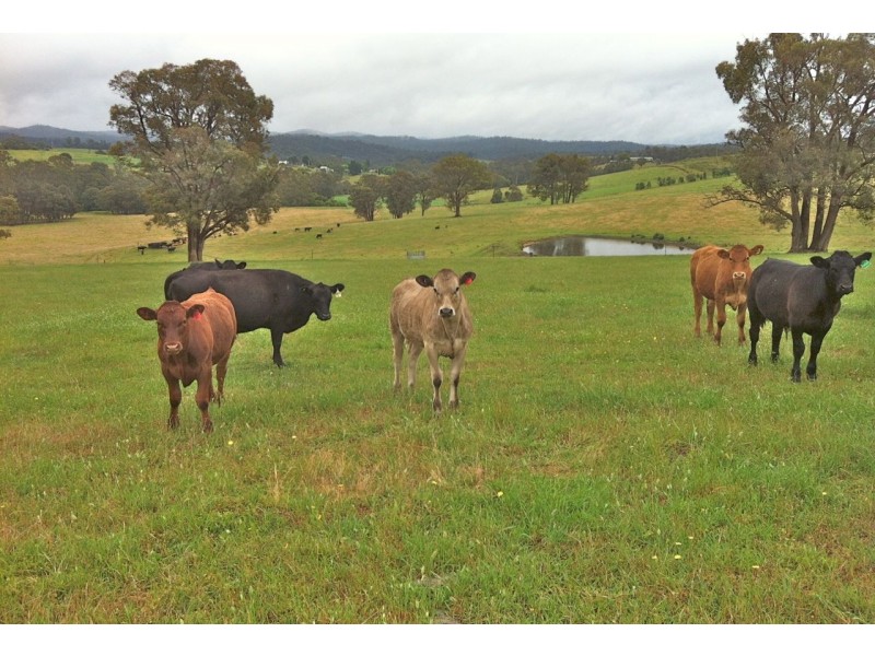 951 Deptford Road, Clifton Creek VIC 3875