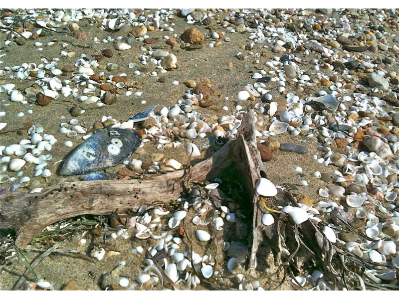 4, 51 Metung Road, Metung VIC 3904