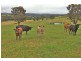 Clifton Creek VIC 3875