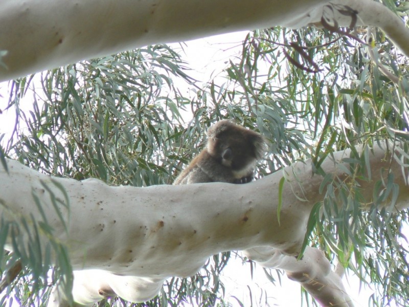 4410 Buchan Orbost Road, Buchan VIC 3885