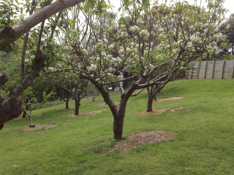 15 Nicholas Avenue, Metung VIC 3904