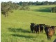 125 Cornwalls Road, Nungurner VIC 3909