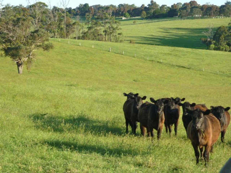 125 Cornwalls Road, Nungurner VIC 3909