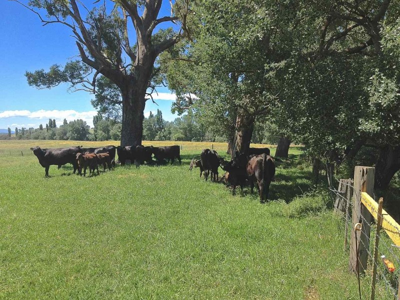 Tambo Upper VIC 3885