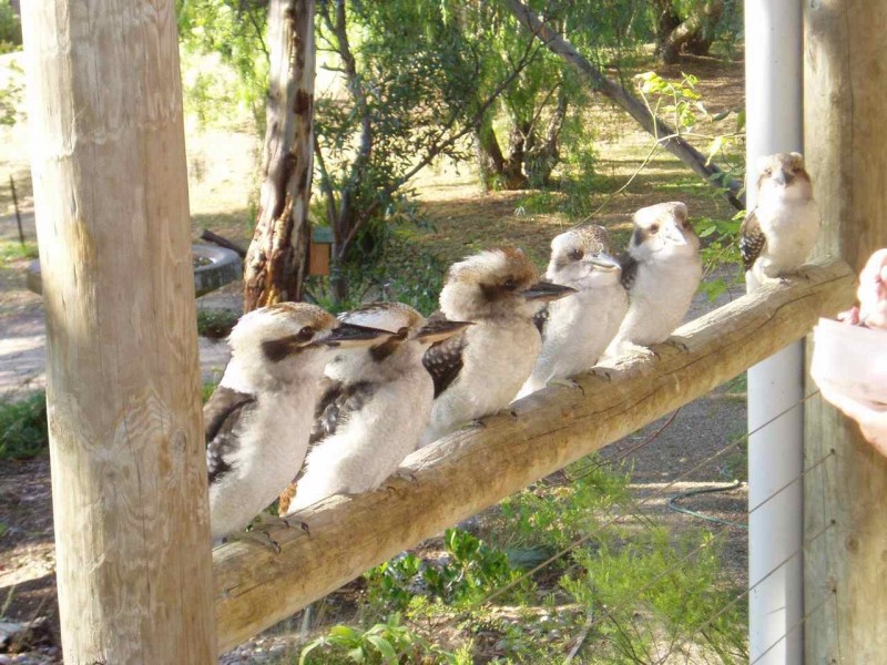 7 Landscape Drive, Metung VIC 3904