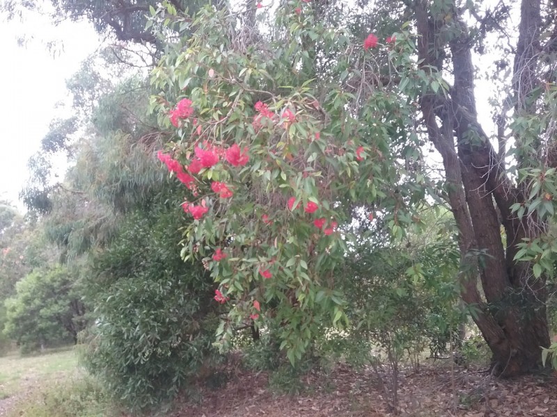 5 Bayview Court, Metung VIC 3904