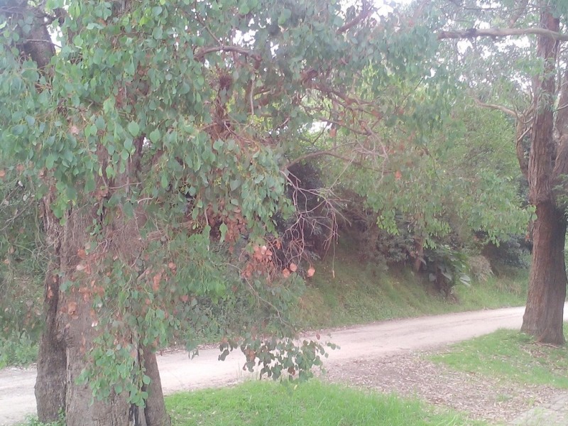 1 Bells Track, Nungurner VIC 3909