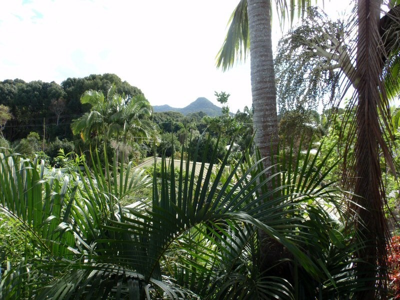 45 Azalea Street, Mullumbimby NSW 2482