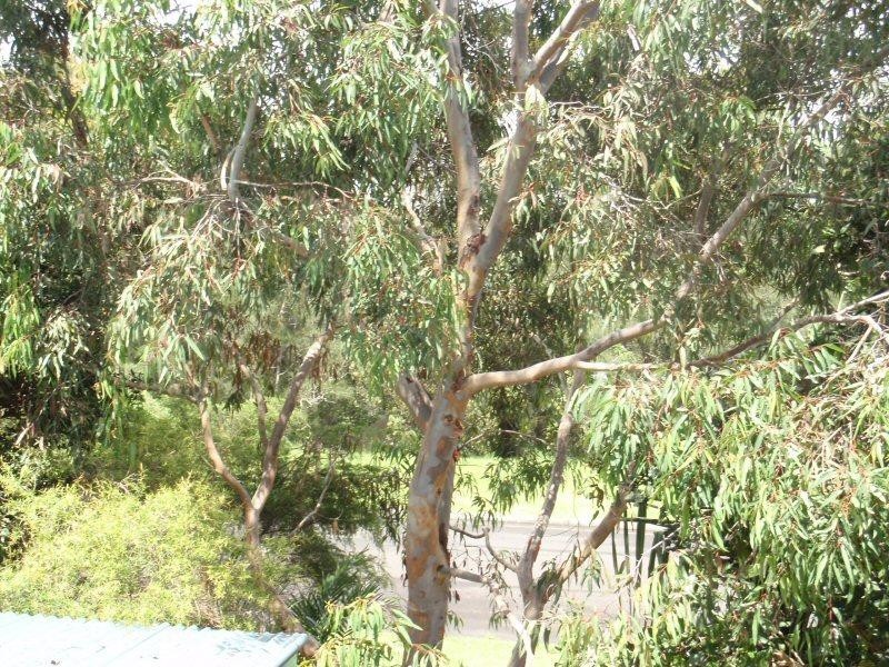 15 Rangal Road, Ocean Shores NSW 2483