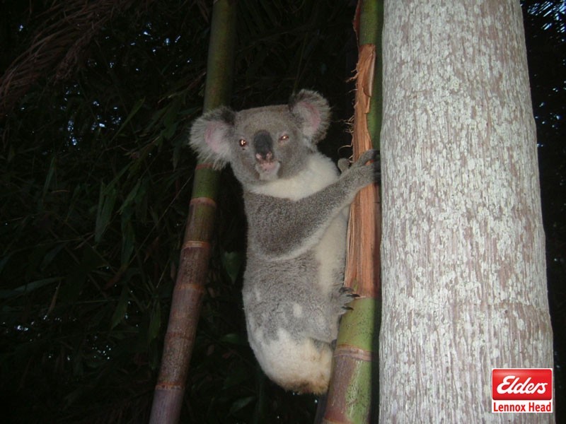 311 Coolgardie Road, Coolgardie NSW 2478