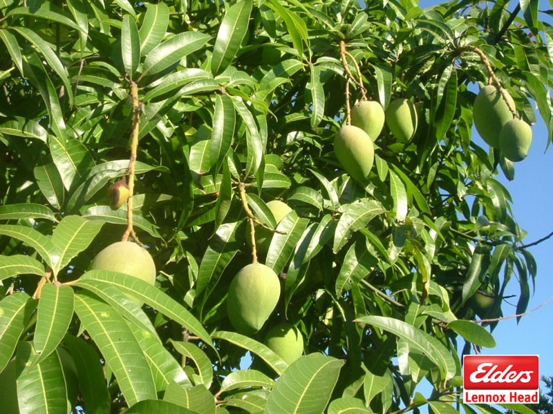 311 Coolgardie Road, Coolgardie NSW 2478