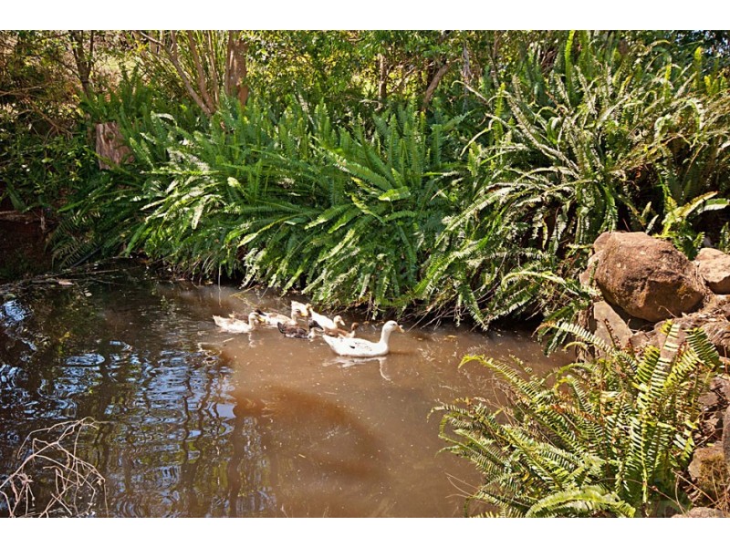 431 Hinterland Way, Knockrow NSW 2479