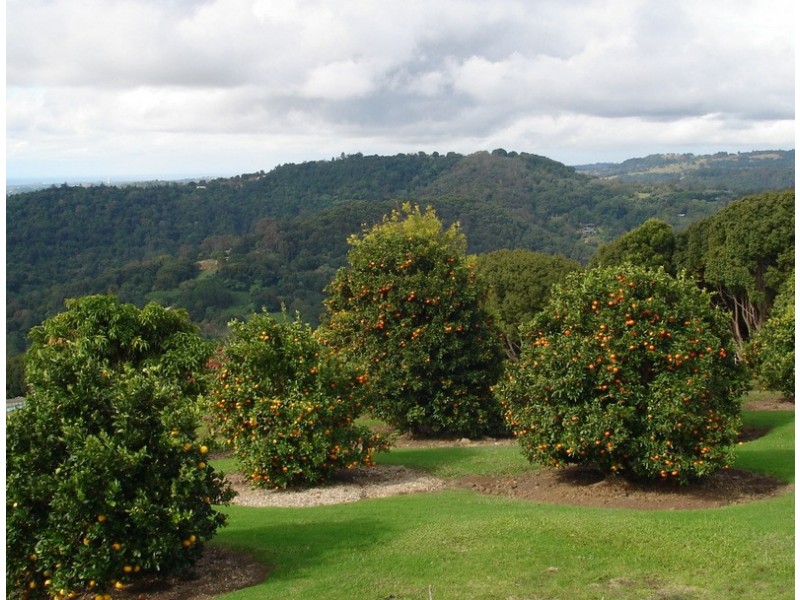 639 Trees Road, Tallebudgera QLD 4228