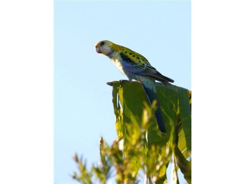 3 Lansell Avenue, Currumbin QLD 4223