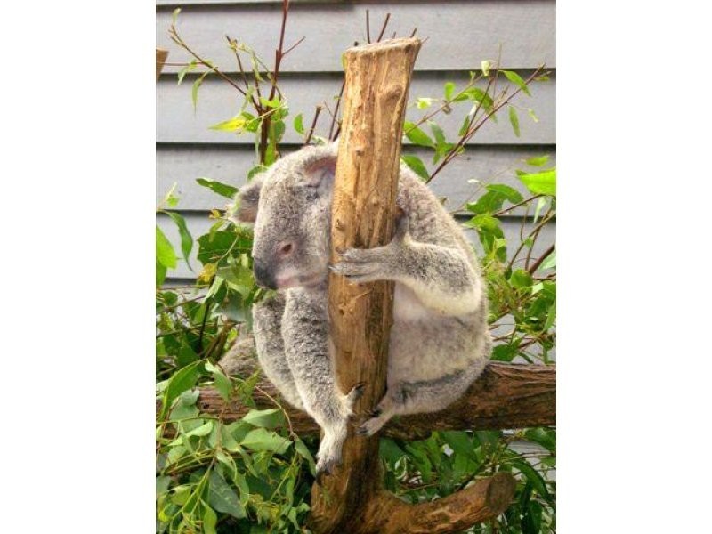 3 Lansell Avenue, Currumbin QLD 4223