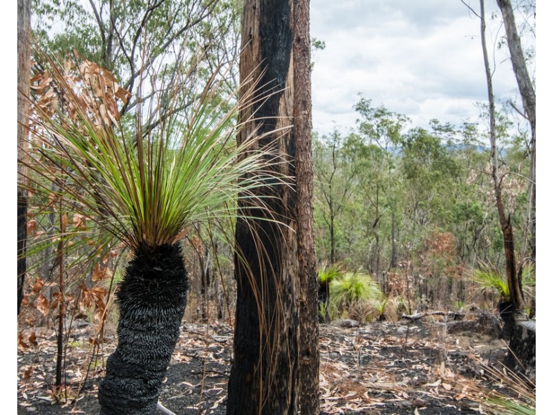 Lot 9 Greberts Road, Whiteman Creek NSW 2460