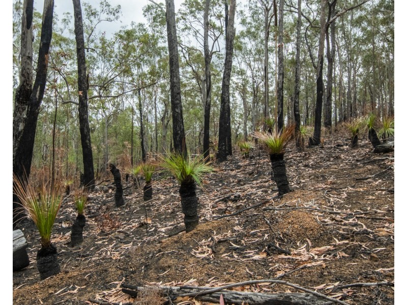 Lot 9 Greberts Road, Whiteman Creek NSW 2460
