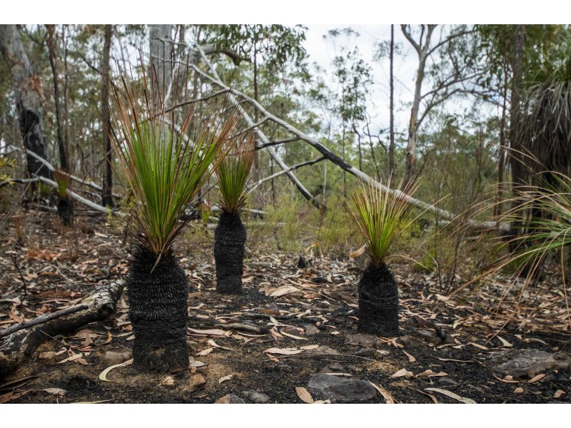 Lots 9 and 10 Greberts Road, Whiteman Creek NSW 2460