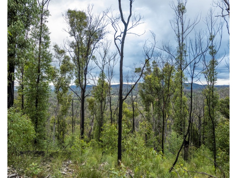 484 Glens Creek Road, Nymboida NSW 2460