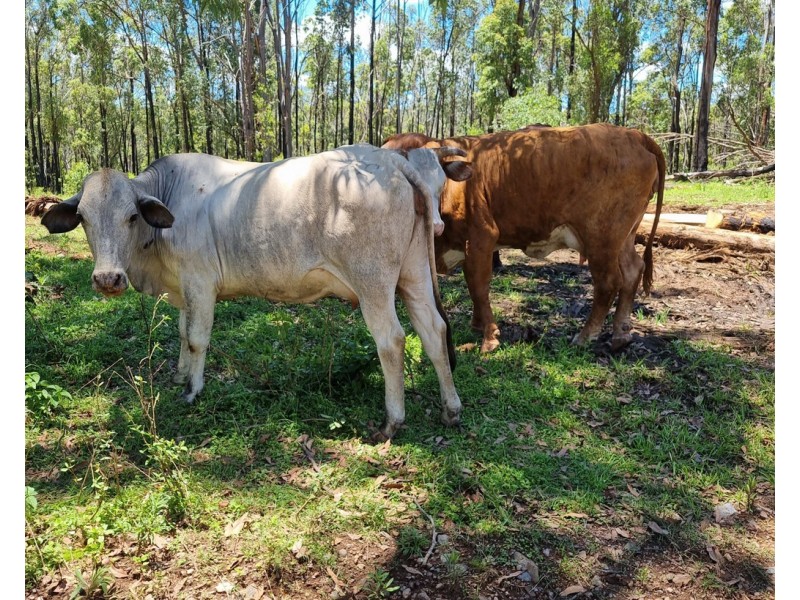 LOT 8 and 9 DP 752838 – Doboy Road, Buccarumbi NSW 2460