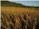 18 Coombadjha Road, Coombadjha NSW 2460