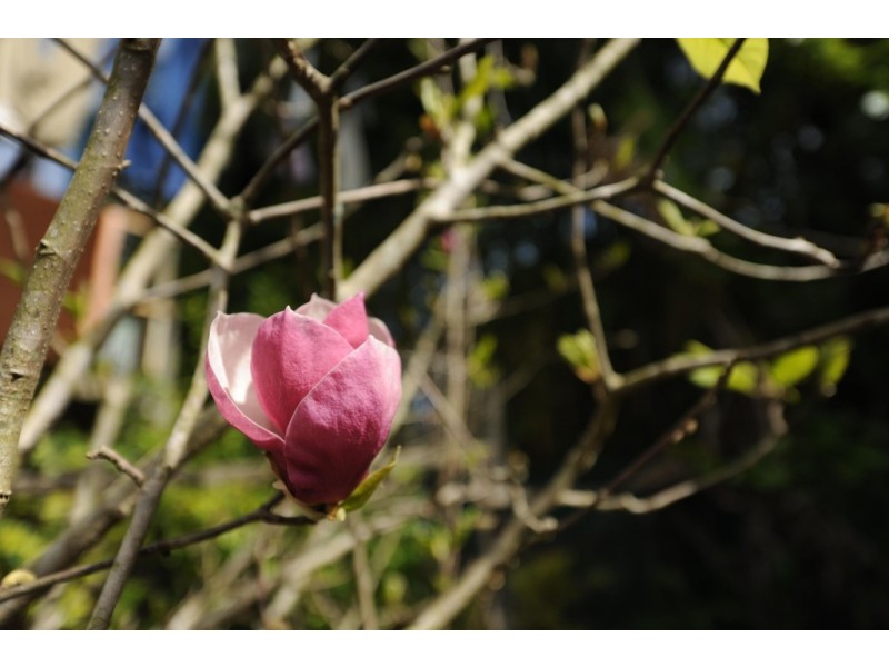 38 Abbott Street, South Grafton NSW 2460