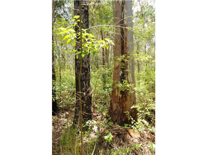 579 Glens Creek Road, Nymboida NSW 2460