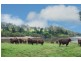 89 Appletree Flat road, Copmanhurst NSW 2460