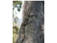 Lot 452 Armidale Road, Nymboida NSW 2460