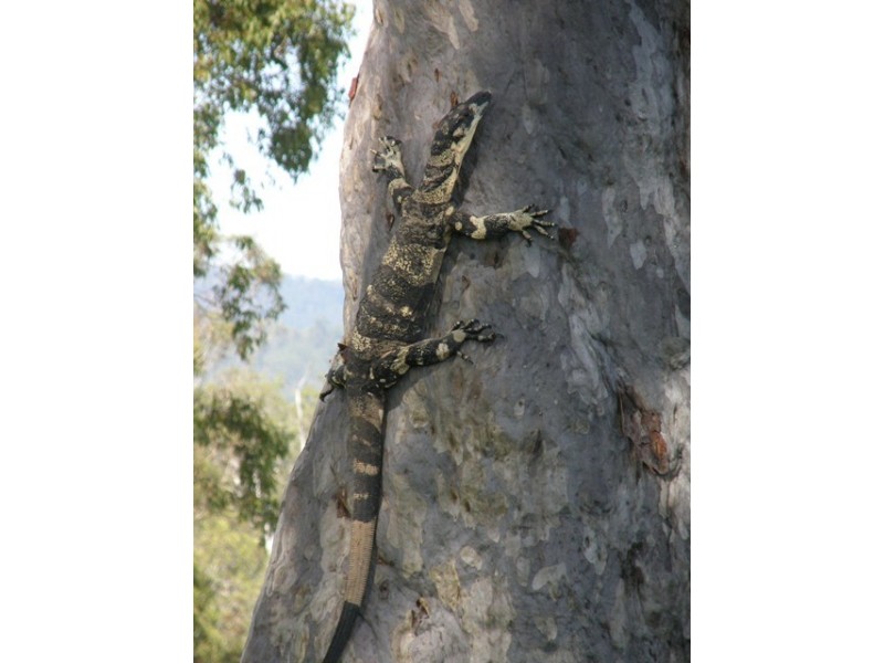 Lot 452 Armidale Road, Nymboida NSW 2460