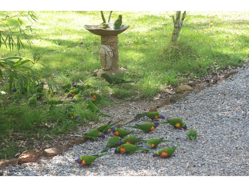 4 Middle Creek Rd, Coutts Crossing NSW 2460