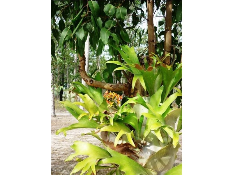 1 Maddison Place, Waterview Heights NSW 2460