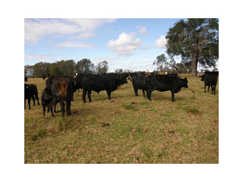 572 Coldstream Road, Ulmarra NSW 2462