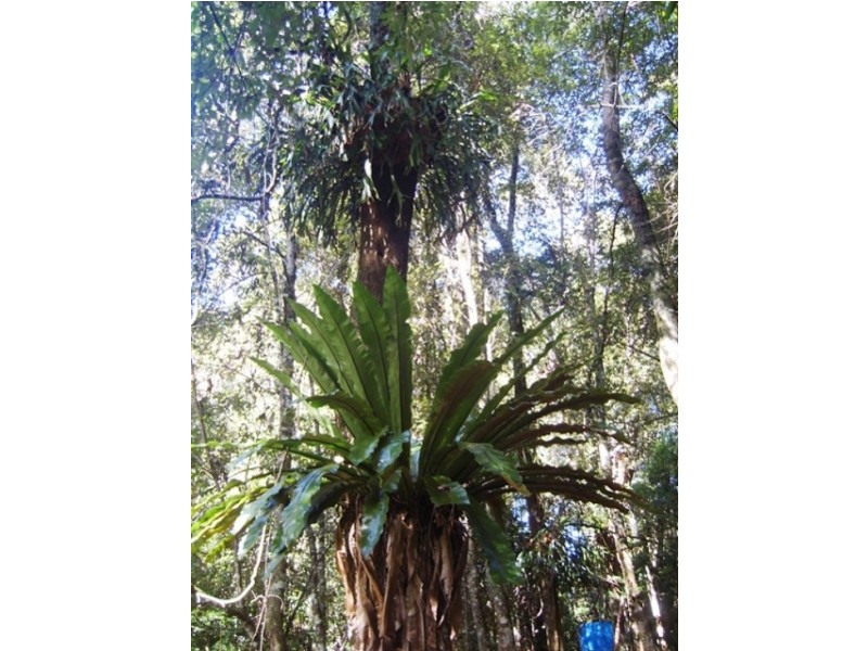 Lot 131 Lowanna Road, Lowanna NSW 2450