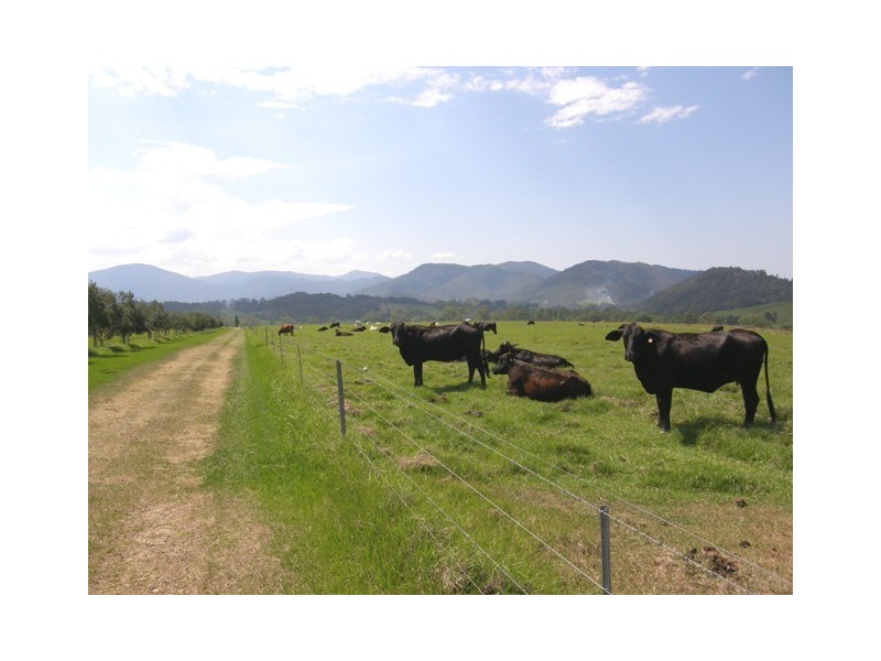 1345 Hanging Rock Road, Cangai NSW 2460