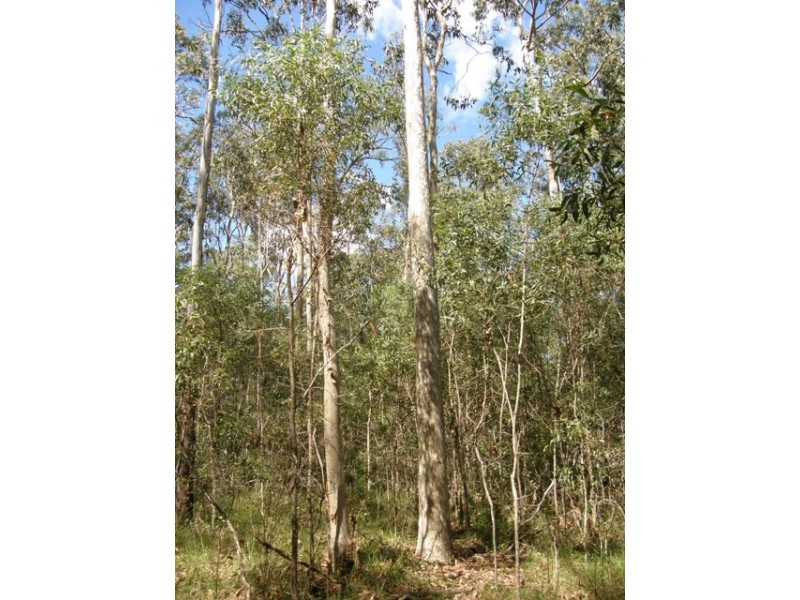 501 Coaldale Road, Fortis Creek NSW 2460