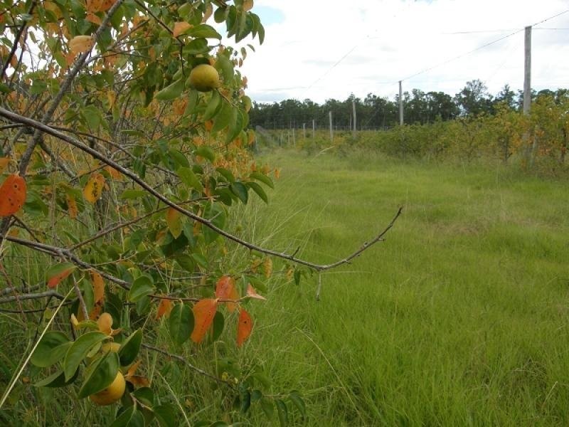 17/115 West Lanitza Road, Lanitza NSW 2460